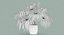 Chinese Fan Palm In Pot (1)