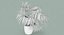 Chinese Fan Palm In Pot (1)