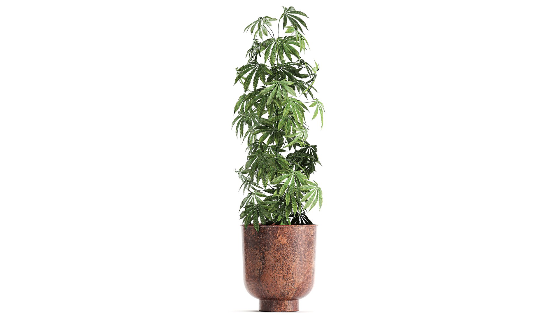 3D plant flowerpots https://p.turbosquid.com/ts-thumb/rp/sXKE2P/1o/1cannabis2002202105/jpg/1613995614/1920x1080/fit_q87/2707ef204c8305f7ea97fbb9c0746a3c37e7e727/1cannabis2002202105.jpg