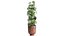 Decorative Cannabis in flowerpots 838