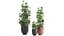 Decorative Cannabis in flowerpots 838