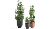 Decorative Cannabis in flowerpots 838