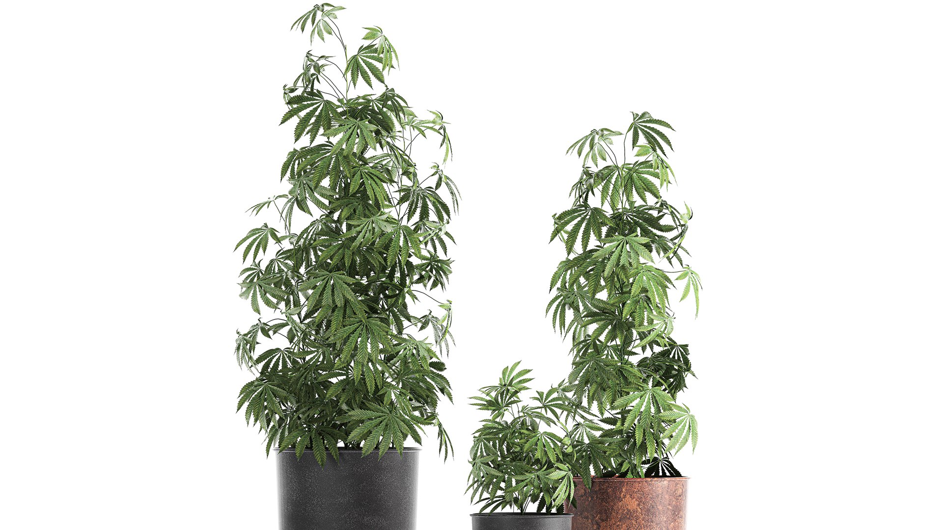 3D plant flowerpots https://p.turbosquid.com/ts-thumb/rp/sXKE2P/VM/1cannabis2002202102/jpg/1613995615/1920x1080/fit_q87/e33b0fbdb7dbdf064053889e15eef77e1c4cd188/1cannabis2002202102.jpg