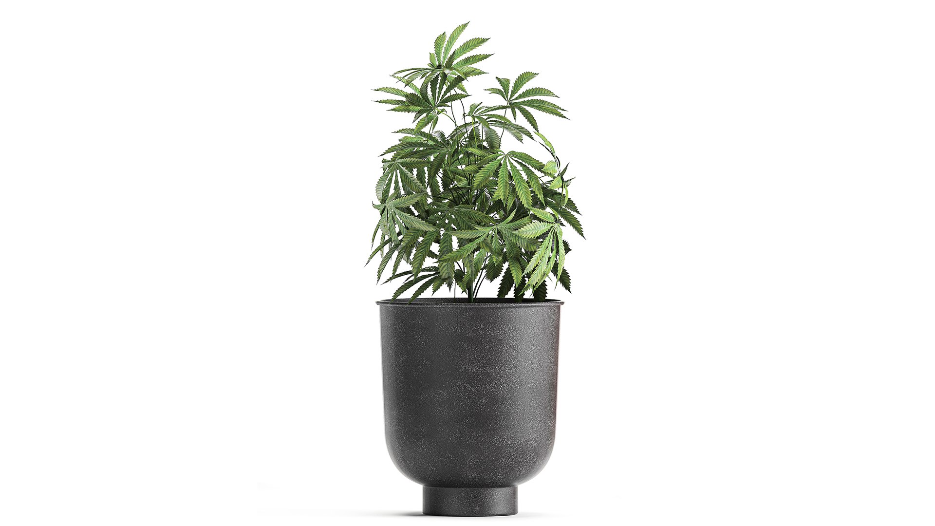 3D plant flowerpots https://p.turbosquid.com/ts-thumb/rp/sXKE2P/fp/1cannabis2002202106/jpg/1613995616/1920x1080/fit_q87/65035786adb549deb6456c6ce24ebcc8634c0995/1cannabis2002202106.jpg