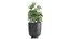 Decorative Cannabis in flowerpots 838