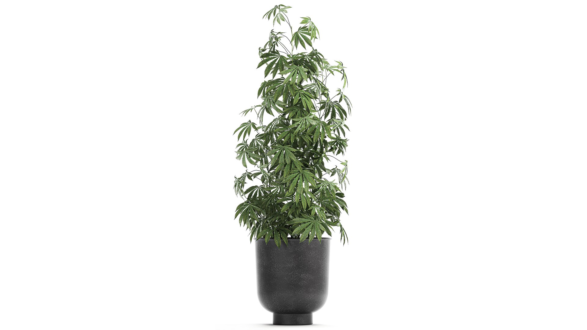 3D plant flowerpots https://p.turbosquid.com/ts-thumb/rp/sXKE2P/pk/1cannabis2002202104/jpg/1613995614/1920x1080/fit_q87/540605fe05a3e4950ebda0c7d3a923632868be97/1cannabis2002202104.jpg