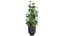 Decorative Cannabis in flowerpots 838