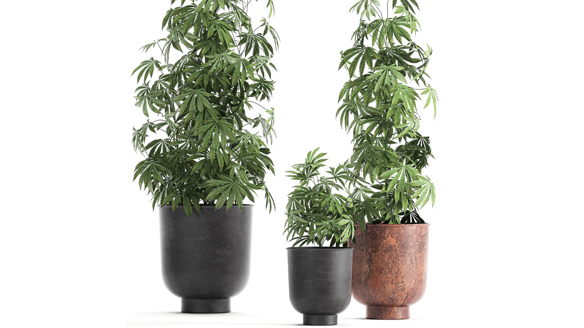 3D plant flowerpots https://p.turbosquid.com/ts-thumb/rp/sXKE2P/wU/1cannabis2002202101/jpg/1613995615/1920x1080/fit_q87/8317dcea8687dc5aa2c2f8bdd573bf10fd08cc10/1cannabis2002202101.jpg