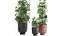 Decorative Cannabis in flowerpots 838
