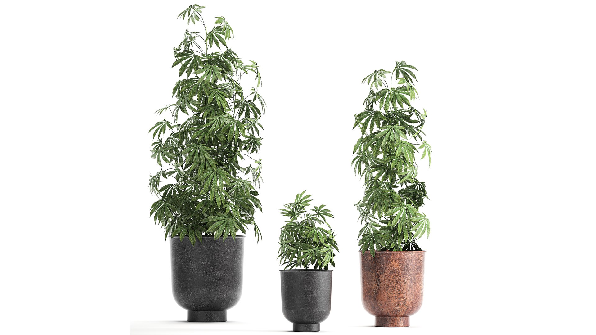 3D plant flowerpots https://p.turbosquid.com/ts-thumb/rp/sXKE2P/zH/1cannabis2002202103/jpg/1613995617/1920x1080/fit_q87/266d565c903157b0a3a6f8a076377ddae9680990/1cannabis2002202103.jpg