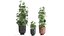 Decorative Cannabis in flowerpots 838