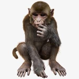 3D Monkey Fur Rigged 3D model