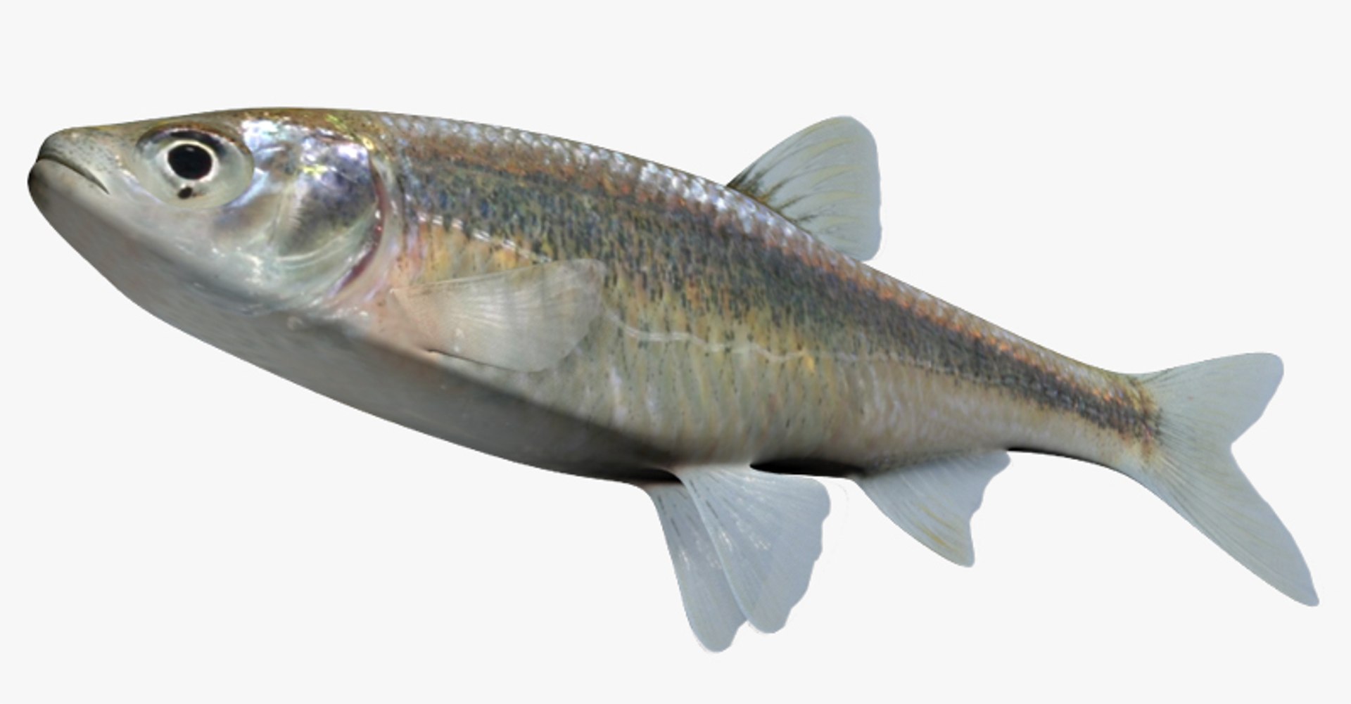 3d Model Of Lythrurus Umbratilis Redfin Shiner