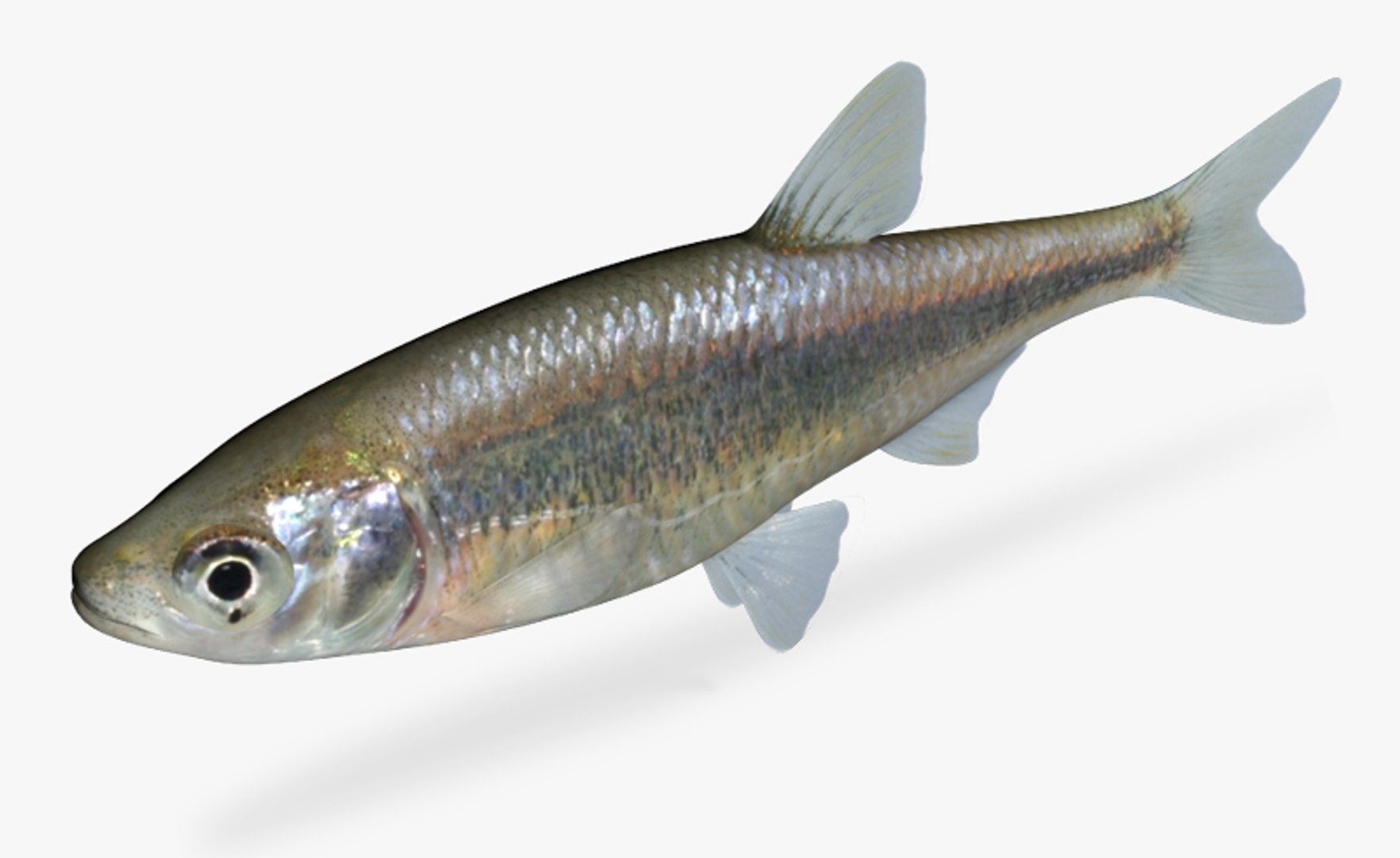 3d Model Of Lythrurus Umbratilis Redfin Shiner