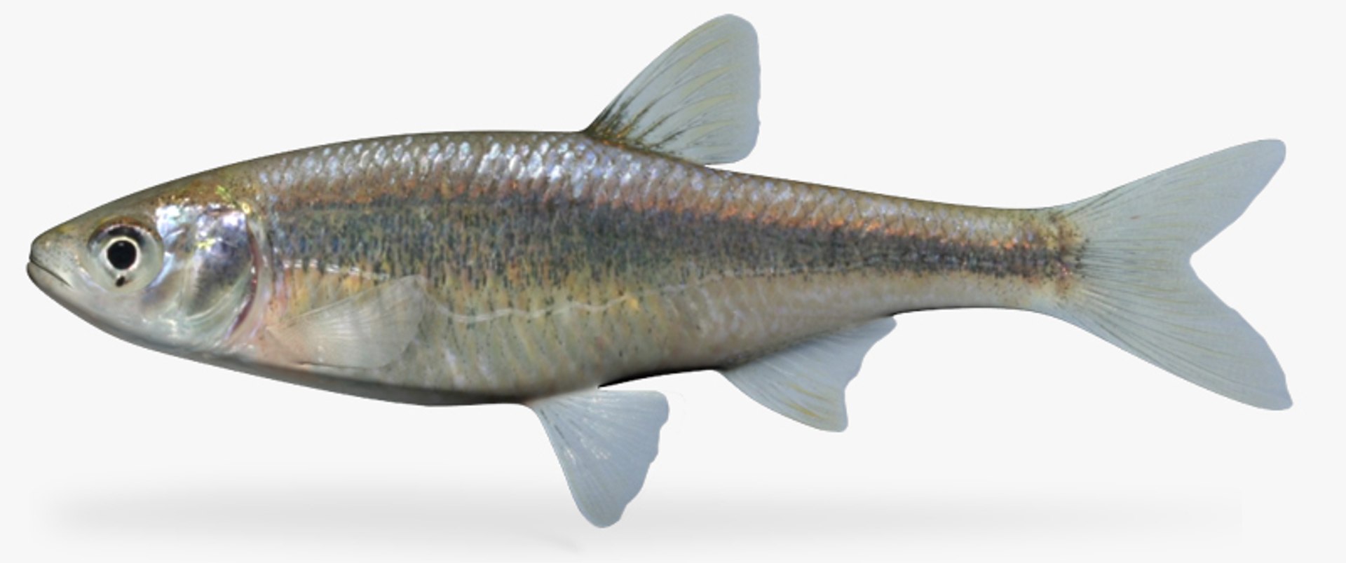 3d Model Of Lythrurus Umbratilis Redfin Shiner