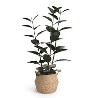 Rubber Plant in EisEyen Basket