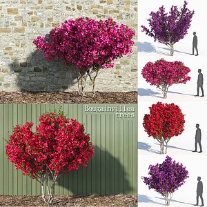 bougainvillea trees 3D model