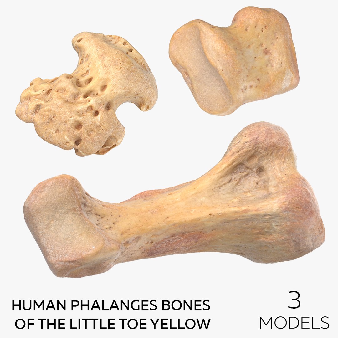 Human Phalanges Bones Of The Little Toe Yellow - 3 Models 3D Model -  TurboSquid 1750392