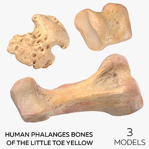 Human Phalanges Bones of the Little Toe Yellow - 3 models