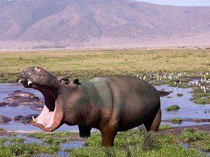hippo