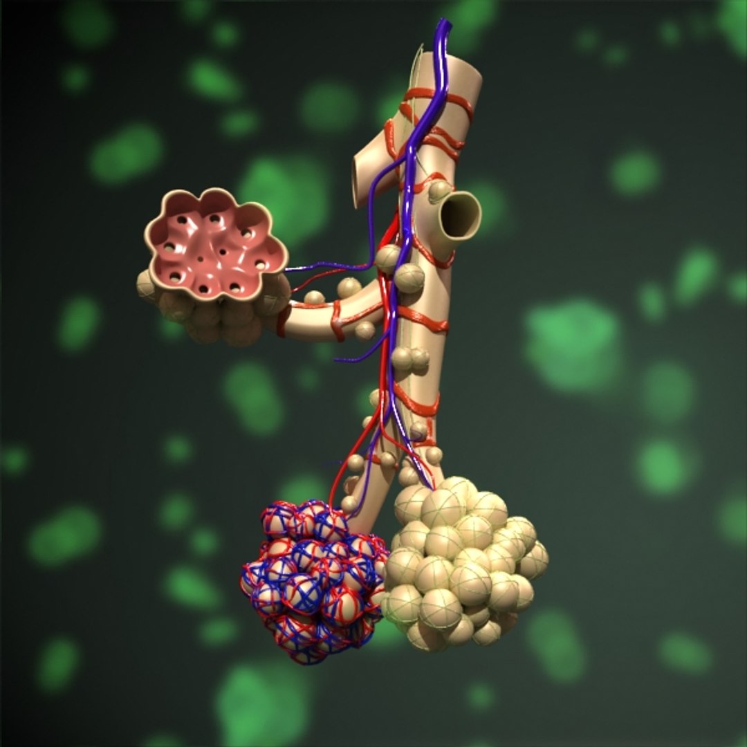 3ds Max Alveoli Anatomy