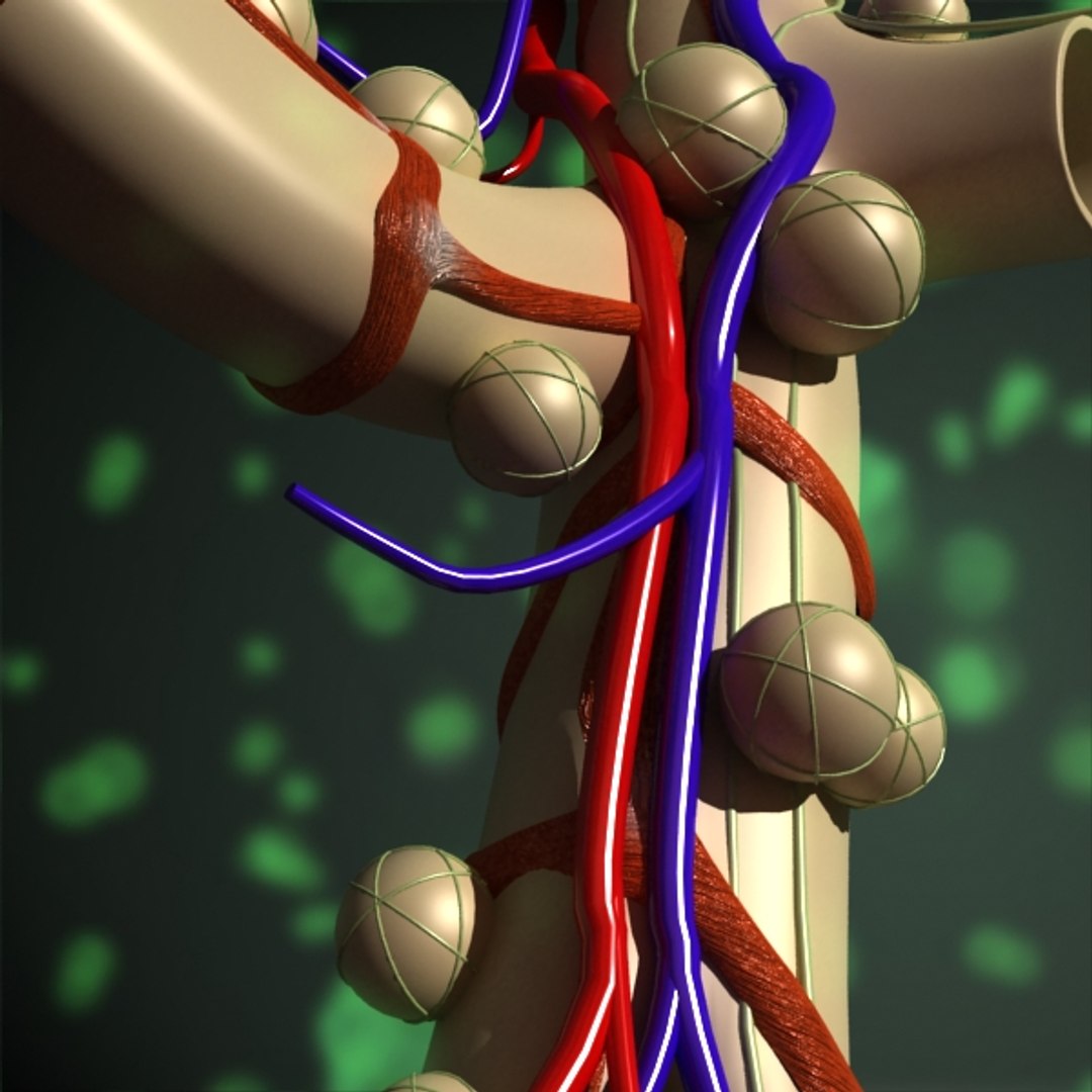 3ds Max Alveoli Anatomy