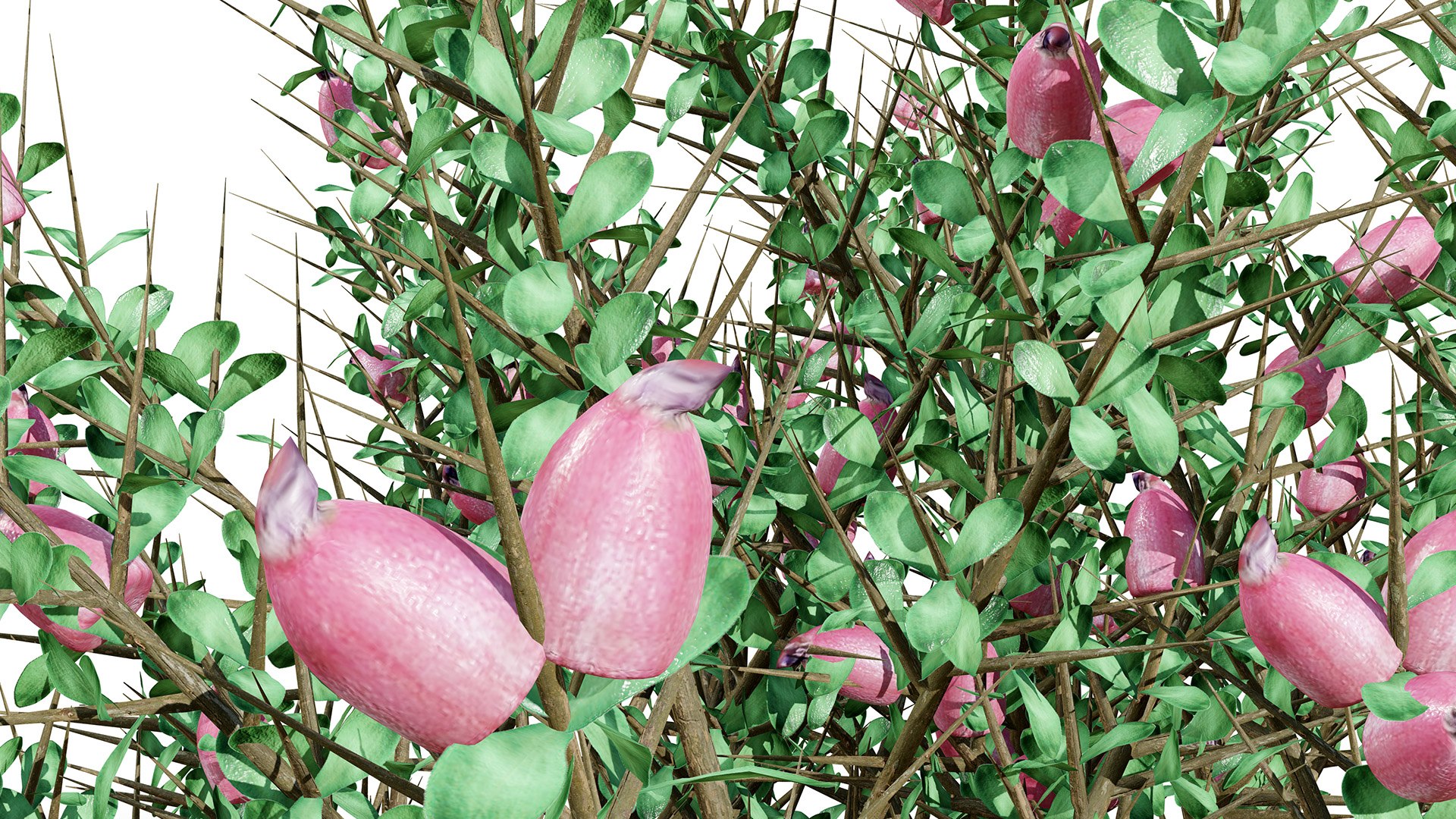 3D Middle Eastern Desert Plants Collection model https://p.turbosquid.com/ts-thumb/rq/i5xlzf/0E/03arabian_thespinyshrubastragalusfasciculifoliusboissz45l/jpg/1766437262/1920x1080/fit_q87/3572dbc3015529fff5d53dd4dcd1c5ede329db1a/03arabian_thespinyshrubastragalusfasciculifoliusboissz45l.jpg