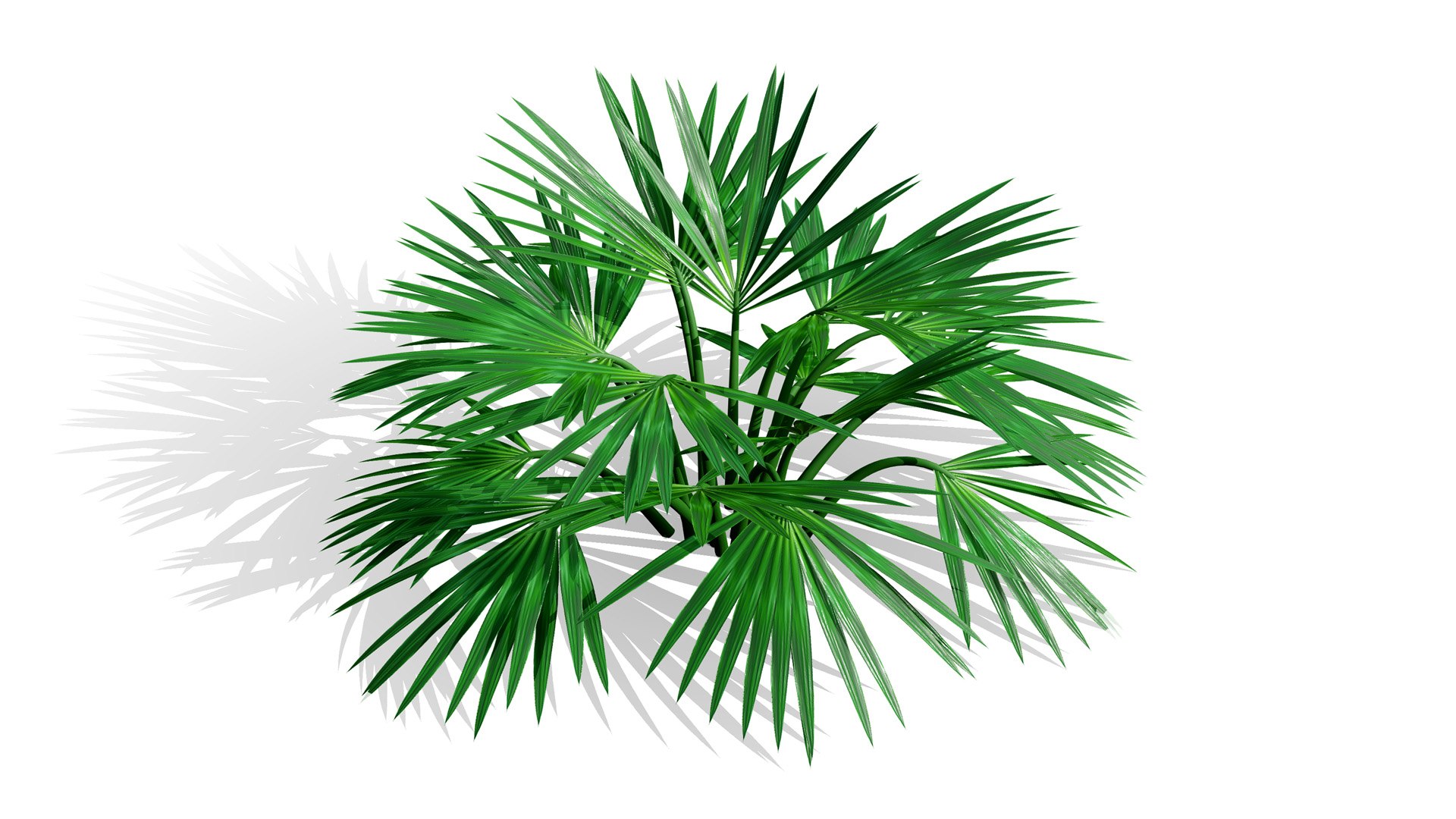 3D Middle Eastern Desert Plants Collection model https://p.turbosquid.com/ts-thumb/rq/i5xlzf/2x/02arabianactiniopterissemiflabellatal/jpg/1766437258/1920x1080/fit_q87/3c185edf37fe497844264165f8724cde1ce7f682/02arabianactiniopterissemiflabellatal.jpg