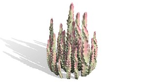 3D Middle Eastern Desert Plants Collection model
