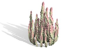 Middle Eastern Desert Plants Collection