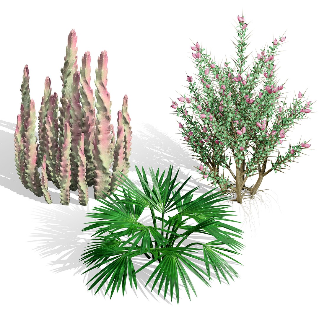 3D Middle Eastern Desert Plants Collection model https://p.turbosquid.com/ts-thumb/rq/i5xlzf/kI/00coveraravbianendemicsucculentplant_vegetables/jpg/1766437264/1920x1080/fit_q87/7d988945a0410740351a9d610feb485c5cdaffb1/00coveraravbianendemicsucculentplant_vegetables.jpg