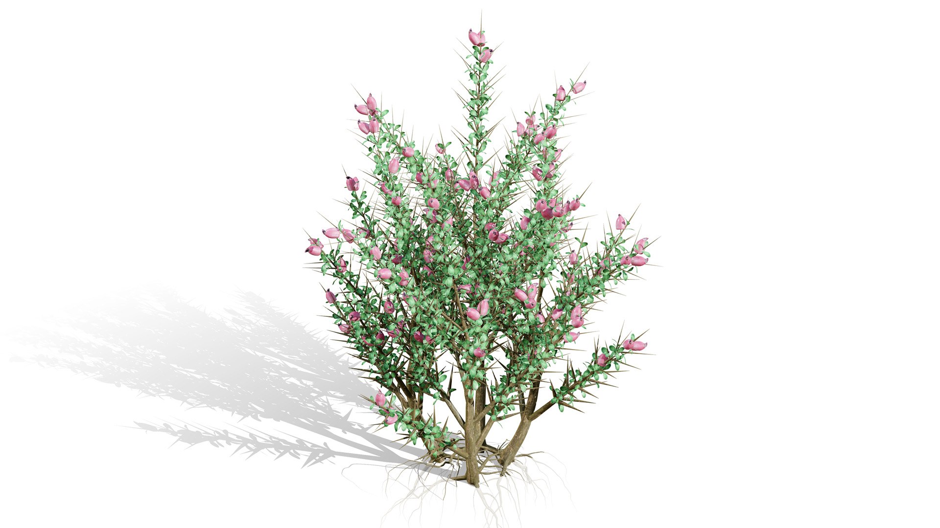 3D Middle Eastern Desert Plants Collection model https://p.turbosquid.com/ts-thumb/rq/i5xlzf/nA/03arabian_thespinyshrubastragalusfasciculifoliusboissl/jpg/1766437260/1920x1080/fit_q87/ffef98ef63afd9f6a2a2b138092e4e905ae9d896/03arabian_thespinyshrubastragalusfasciculifoliusboissl.jpg