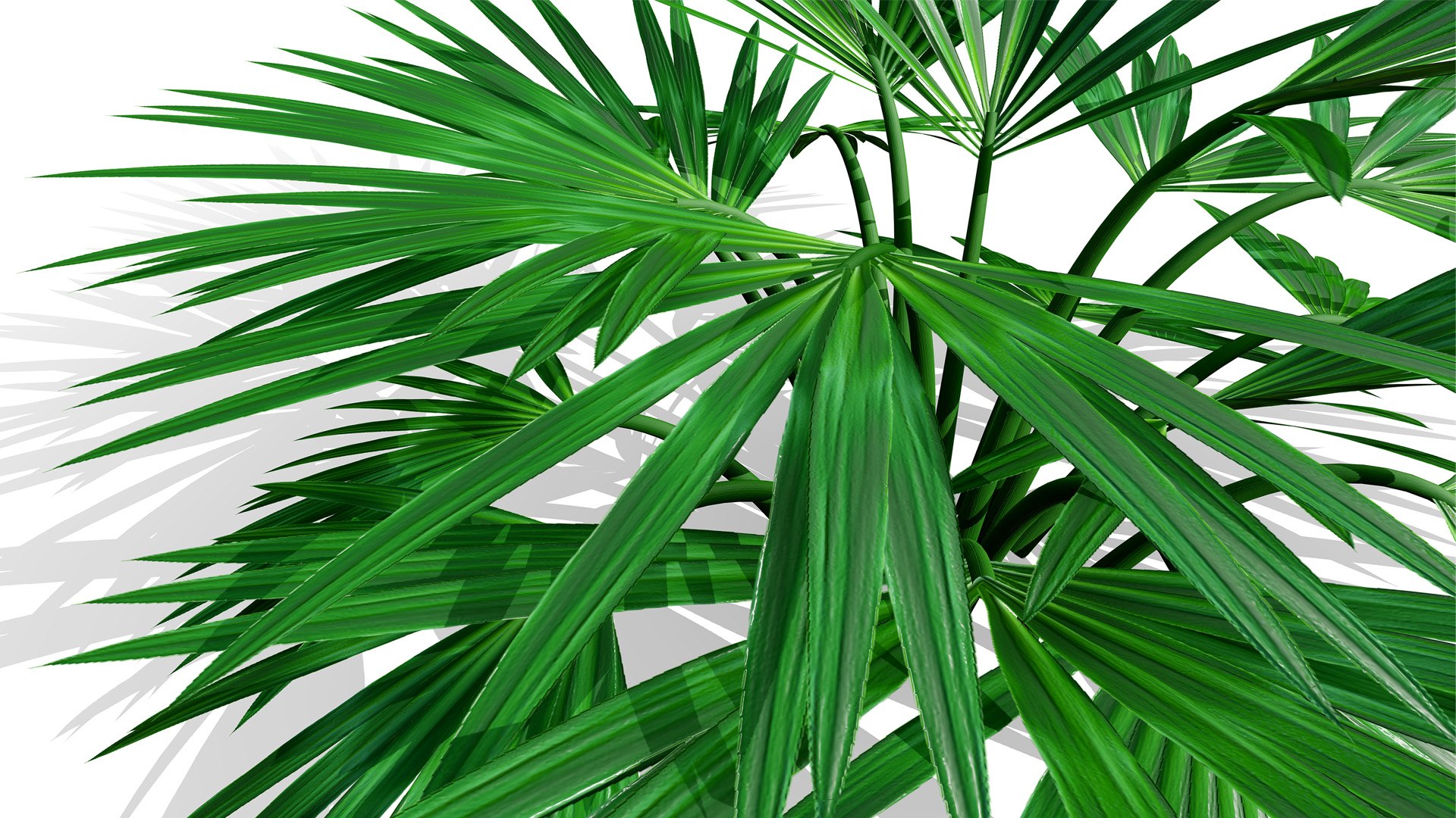 3D Middle Eastern Desert Plants Collection model https://p.turbosquid.com/ts-thumb/rq/i5xlzf/nf/02arabianactiniopterissemiflabellataz5l/jpg/1766437260/1920x1080/fit_q87/7176ba6130afeb345ab77bfc69f00004d5e0691b/02arabianactiniopterissemiflabellataz5l.jpg