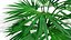 中东沙漠植物收藏