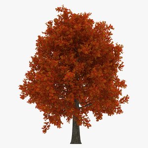 red oak tree autumn 3d model