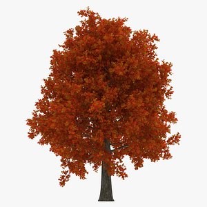 Red Oak Tree Autumn