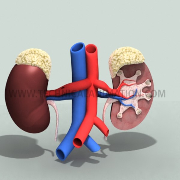 pancreas kidney spleen 3d model