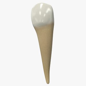 Human Teeth Lower Canine