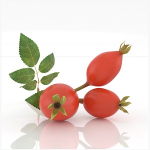 rosehips berry rose hip 3D model