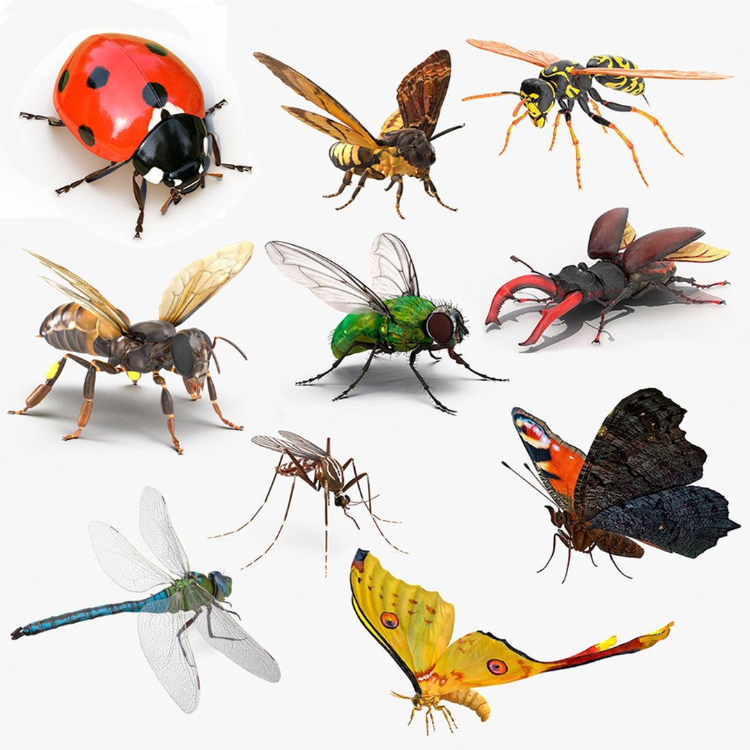 3D Flying Insects Rigged Collection 5 for Cinema 4D model https://p.turbosquid.com/ts-thumb/rq/siOJZ9/0b/rigged_flying_insects_collection_5_for_cinema_4d_000/jpg/1768549876/1920x1080/fit_q87/4dd892129a29a442131861fbac737614efd0b81e/rigged_flying_insects_collection_5_for_cinema_4d_000.jpg