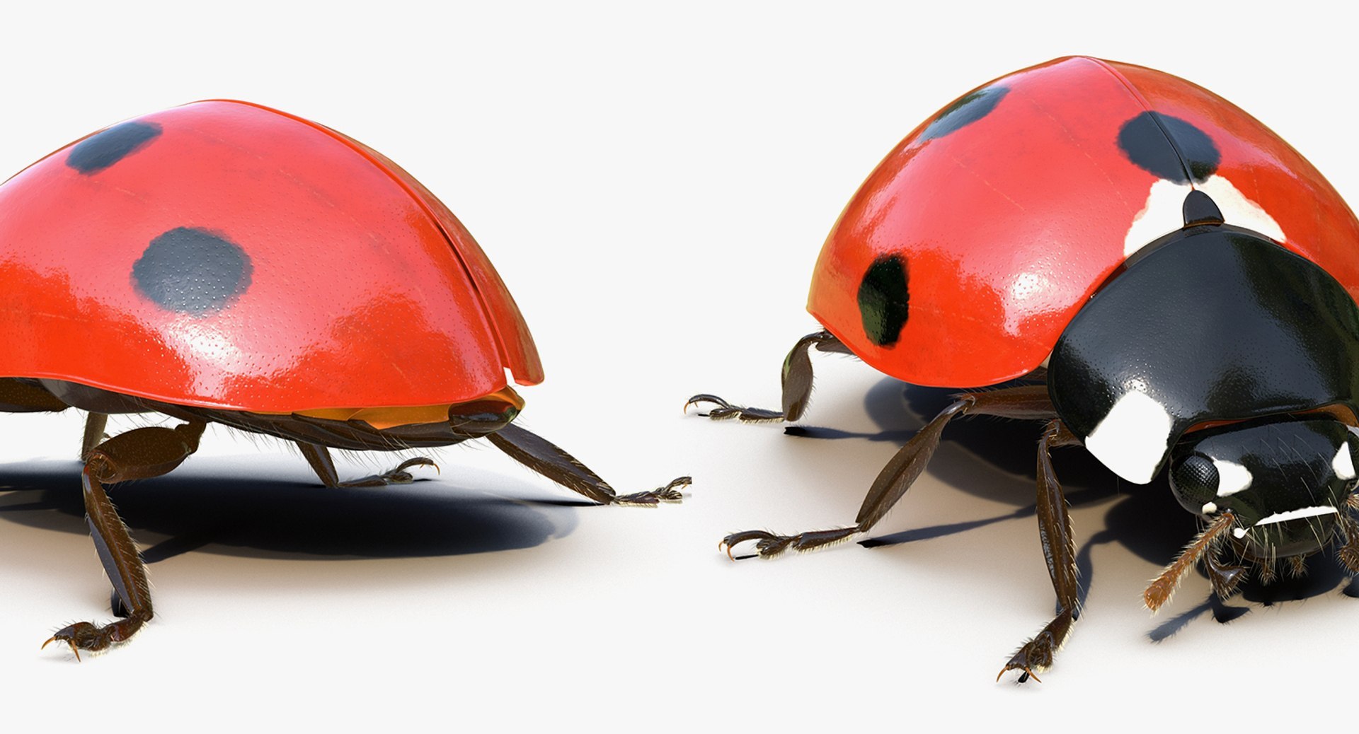 3D Flying Insects Rigged Collection 5 for Cinema 4D model https://p.turbosquid.com/ts-thumb/rq/siOJZ9/1x/rigged_flying_insects_collection_5_for_cinema_4d_044/jpg/1768549897/1920x1080/fit_q87/5fd636946ba8aa7d84d5f79706d2d86f9684d18a/rigged_flying_insects_collection_5_for_cinema_4d_044.jpg