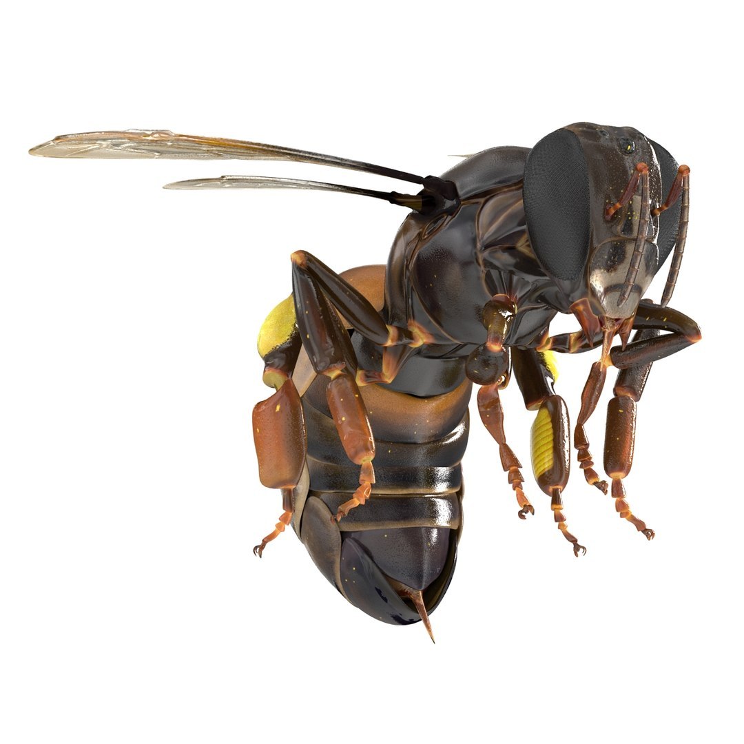 3D Flying Insects Rigged Collection 5 for Cinema 4D model https://p.turbosquid.com/ts-thumb/rq/siOJZ9/3h/rigged_flying_insects_collection_5_for_cinema_4d_053/jpg/1768549902/1920x1080/fit_q87/5b073f765ee8c9dd995ee765d8e78c5ff63a2071/rigged_flying_insects_collection_5_for_cinema_4d_053.jpg