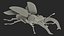 Flying Insects Rigged Collection 5 for Cinema 4D