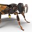 Flying Insects Rigged Collection 5 for Cinema 4D