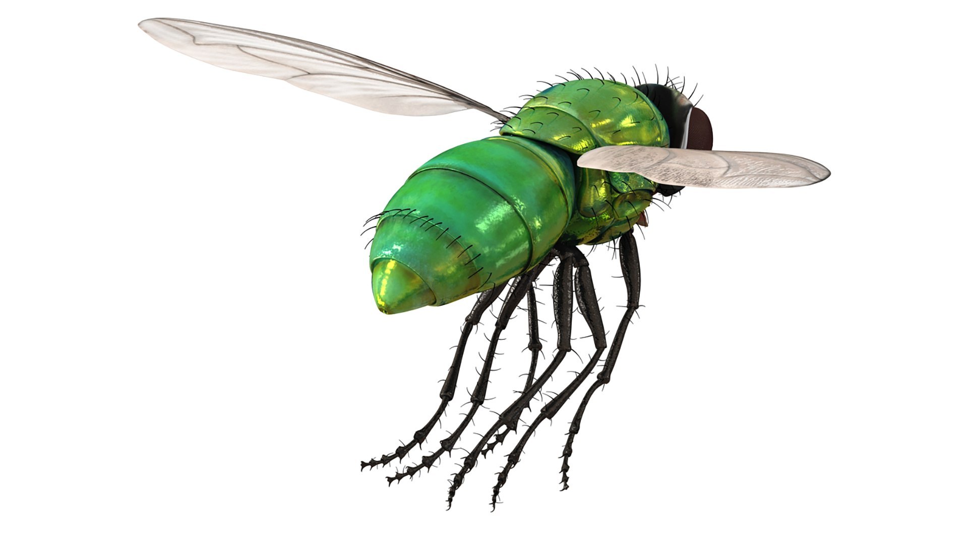 3D Flying Insects Rigged Collection 5 for Cinema 4D model https://p.turbosquid.com/ts-thumb/rq/siOJZ9/8x/rigged_flying_insects_collection_5_for_cinema_4d_046/jpg/1768549898/1920x1080/fit_q87/5ffb3ea37165378c677b496e4f6660532354bf0c/rigged_flying_insects_collection_5_for_cinema_4d_046.jpg