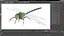 Flying Insects Rigged Collection 5 for Cinema 4D