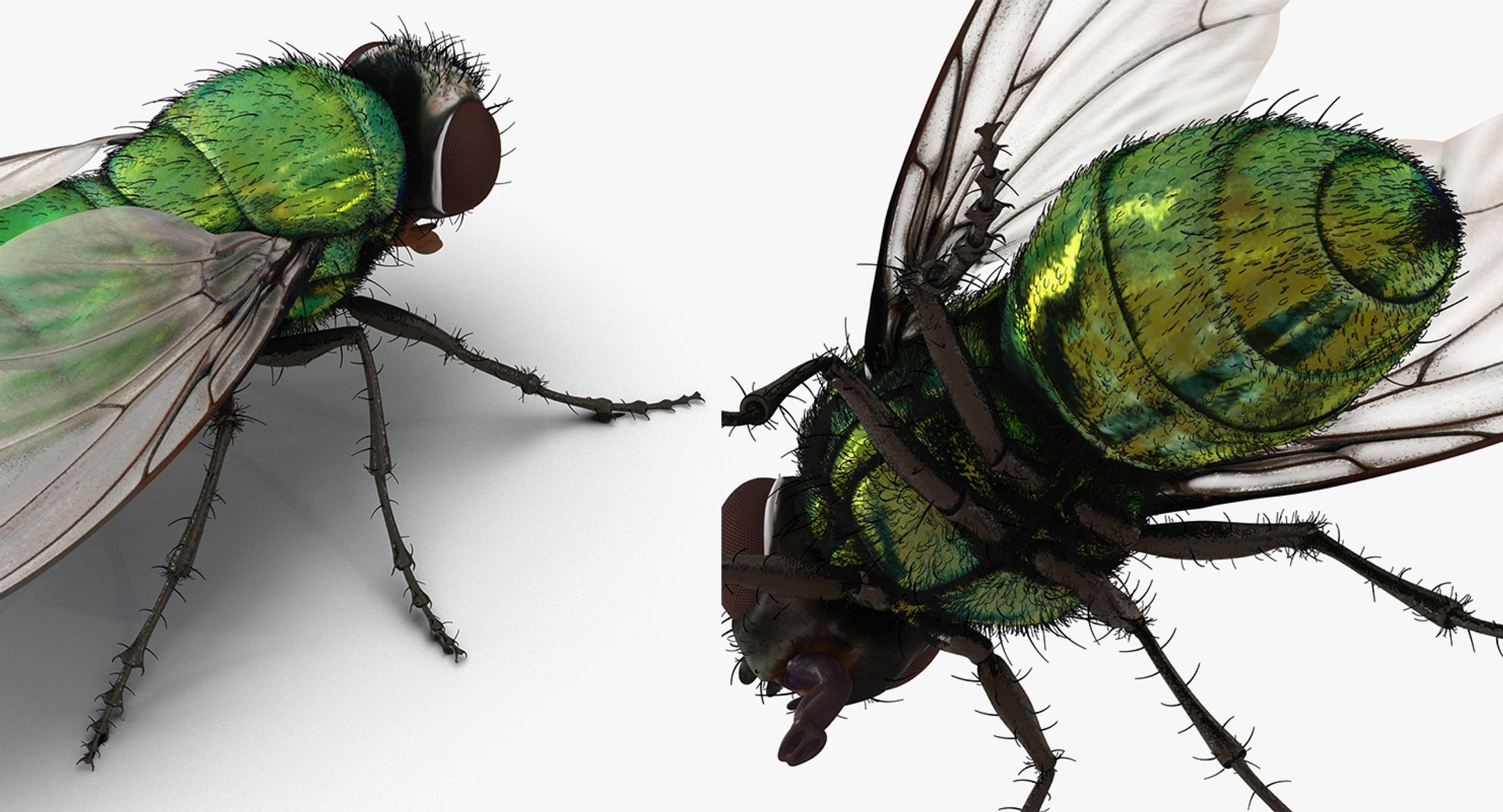 3D Flying Insects Rigged Collection 5 for Cinema 4D model https://p.turbosquid.com/ts-thumb/rq/siOJZ9/GJ/rigged_flying_insects_collection_5_for_cinema_4d_047/jpg/1768549899/1920x1080/fit_q87/6d21acc52c082805958b8a5adf1cb4d23cbcaf65/rigged_flying_insects_collection_5_for_cinema_4d_047.jpg