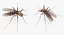 Flying Insects Rigged Collection 5 for Cinema 4D