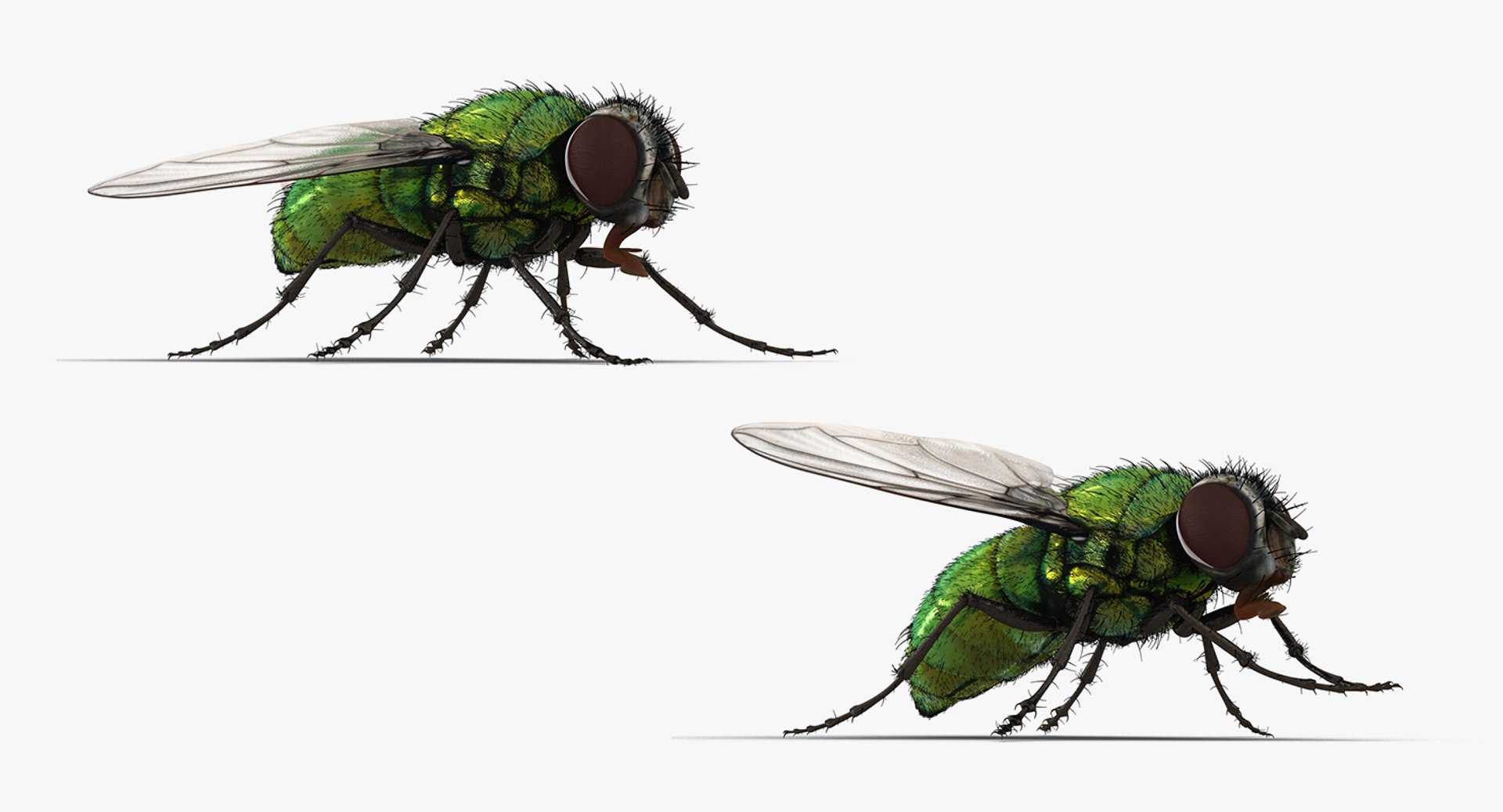 3D Flying Insects Rigged Collection 5 for Cinema 4D model https://p.turbosquid.com/ts-thumb/rq/siOJZ9/cp/rigged_flying_insects_collection_5_for_cinema_4d_048/jpg/1768549899/1920x1080/fit_q87/78d92c0711d522d26c9dc5629499afc1b0fc86bd/rigged_flying_insects_collection_5_for_cinema_4d_048.jpg
