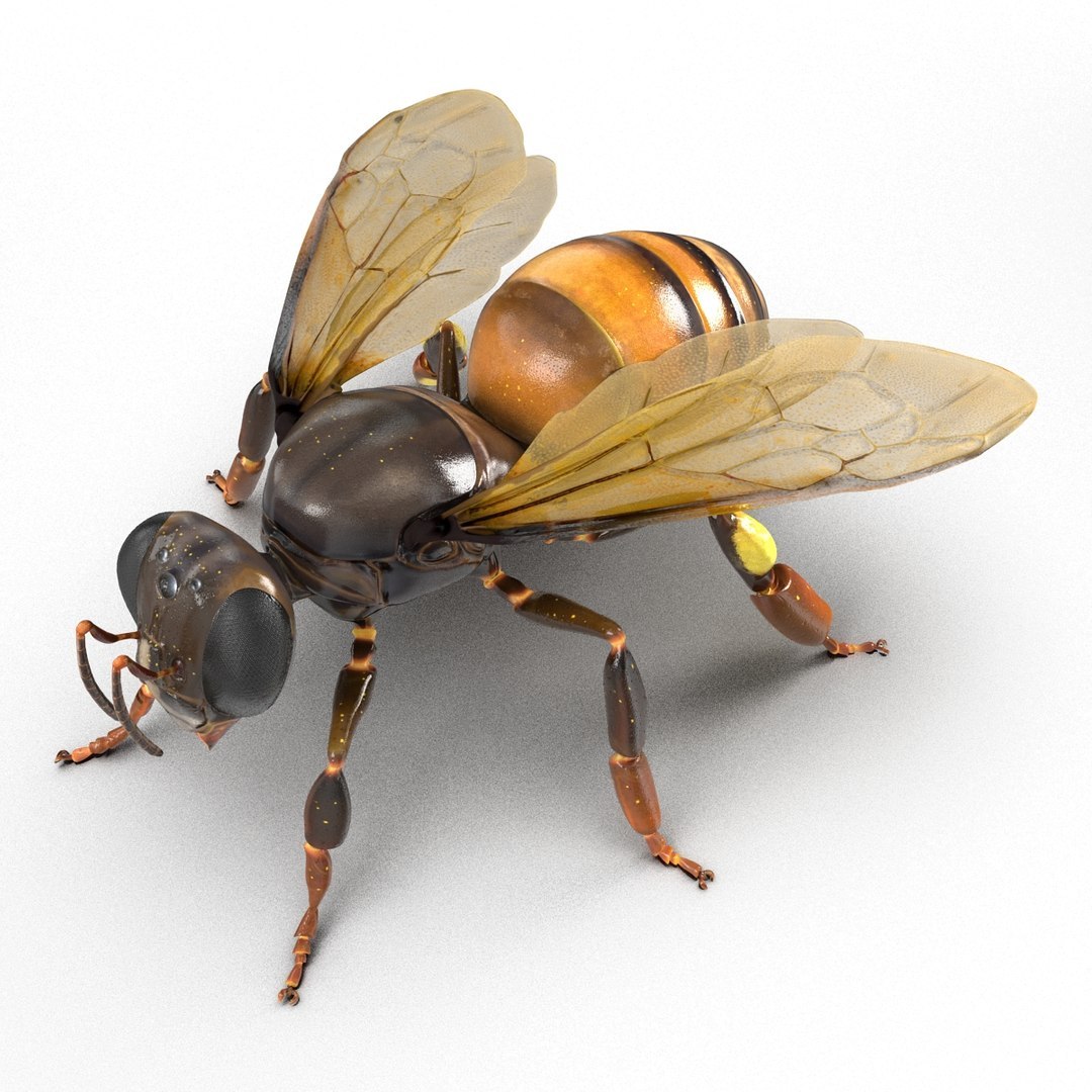 3D Flying Insects Rigged Collection 5 for Cinema 4D model https://p.turbosquid.com/ts-thumb/rq/siOJZ9/r8/rigged_flying_insects_collection_5_for_cinema_4d_050/jpg/1768549901/1920x1080/fit_q87/e130dd3a14de9a25a696aac0ddfc8e4f31ddcc39/rigged_flying_insects_collection_5_for_cinema_4d_050.jpg